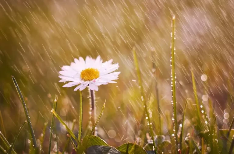 10 Istilah Hujan dalam Bahasa Inggris, Selain “It Is Rain” - Kampung Inggris