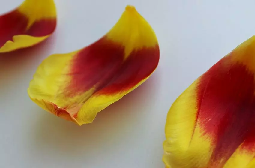 Apa itu Homograph dalam Bahasa Inggris? Berikut Penjelasannya - Kampung Inggris